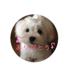 ルルな毎日（個別スタンプ：8）