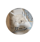 ルルな毎日（個別スタンプ：13）