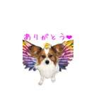 パピヨンのスタンプ（個別スタンプ：1）