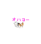 パピヨンのスタンプ（個別スタンプ：2）