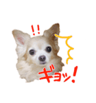 チャイ時々モカ。（個別スタンプ：12）