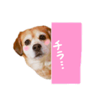 チャイ時々モカ。（個別スタンプ：16）