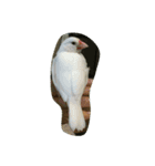 いろんな動物あつめていこう（個別スタンプ：1）