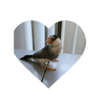 いろんな動物あつめていこう（個別スタンプ：2）