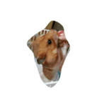 いろんな動物あつめていこう（個別スタンプ：3）