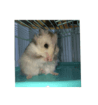 いろんな動物あつめていこう（個別スタンプ：4）