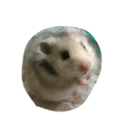 いろんな動物あつめていこう（個別スタンプ：6）