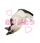 こたつスタンプ part1（個別スタンプ：7）