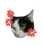 久田家の猫 "ボブ" のスタンプ*（個別スタンプ：3）