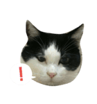 久田家の猫 "ボブ" のスタンプ*（個別スタンプ：4）