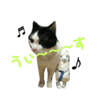 久田家の猫 "ボブ" のスタンプ*（個別スタンプ：5）