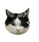 久田家の猫 "ボブ" のスタンプ*（個別スタンプ：6）