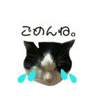 久田家の猫 "ボブ" のスタンプ*（個別スタンプ：7）