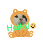 久田家の猫 "ボブ" のスタンプ*（個別スタンプ：13）