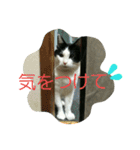 久田家の猫 "ボブ" のスタンプ*（個別スタンプ：19）