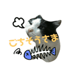 久田家の猫 "ボブ" のスタンプ*（個別スタンプ：22）
