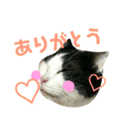 久田家の猫 "ボブ" のスタンプ*（個別スタンプ：24）