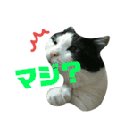 久田家の猫 "ボブ" のスタンプ*（個別スタンプ：25）