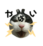 久田家の猫 "ボブ" のスタンプ*（個別スタンプ：27）