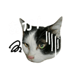 久田家の猫 "ボブ" のスタンプ*（個別スタンプ：28）
