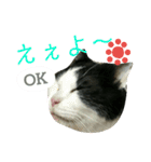 久田家の猫 "ボブ" のスタンプ*（個別スタンプ：29）