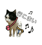 久田家の猫 "ボブ" のスタンプ*（個別スタンプ：30）