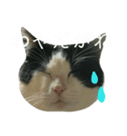 久田家の猫 "ボブ" のスタンプ*（個別スタンプ：31）