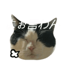 久田家の猫 "ボブ" のスタンプ*（個別スタンプ：32）