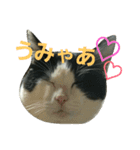 久田家の猫 "ボブ" のスタンプ*（個別スタンプ：33）