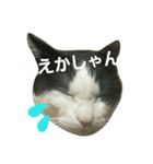 久田家の猫 "ボブ" のスタンプ*（個別スタンプ：34）