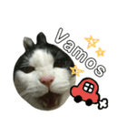 久田家の猫 "ボブ" のスタンプ*（個別スタンプ：36）