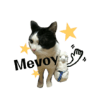 久田家の猫 "ボブ" のスタンプ*（個別スタンプ：38）