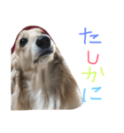 ゆきの日常生活7（個別スタンプ：1）
