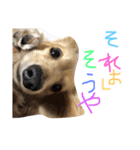 ゆきの日常生活7（個別スタンプ：4）