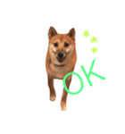 柴犬のてんちゃん（個別スタンプ：1）