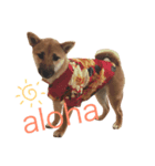 柴犬のてんちゃん（個別スタンプ：3）