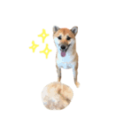 柴犬のてんちゃん（個別スタンプ：4）