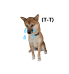柴犬のてんちゃん（個別スタンプ：5）