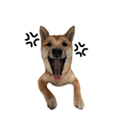柴犬のてんちゃん（個別スタンプ：6）