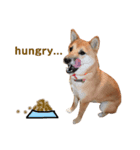 柴犬のてんちゃん（個別スタンプ：7）