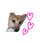 柴犬のてんちゃん（個別スタンプ：8）