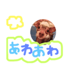 かわいいワンコ達（個別スタンプ：12）
