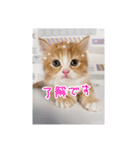 うちのにゃんこちゃん達（個別スタンプ：1）