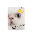 うちのにゃんこちゃん達（個別スタンプ：2）