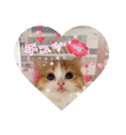 うちのにゃんこちゃん達（個別スタンプ：4）