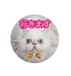うちのにゃんこちゃん達（個別スタンプ：8）