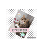 うちのにゃんこちゃん達（個別スタンプ：9）