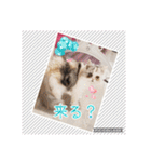 うちのにゃんこちゃん達（個別スタンプ：10）