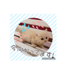 うちのにゃんこちゃん達（個別スタンプ：11）