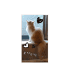 うちのにゃんこちゃん達（個別スタンプ：12）